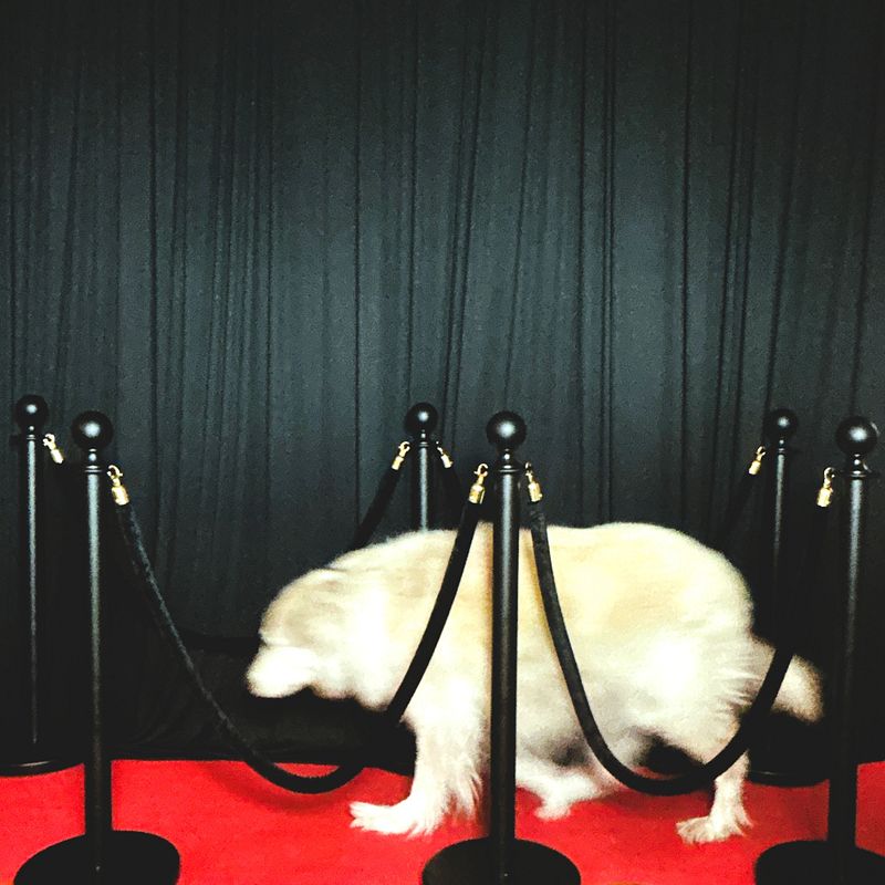 Red Carpet with Black Velvet Ropes & Stanchions $50/day