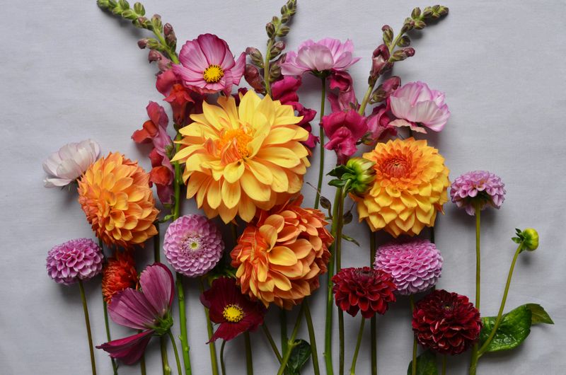 Bloom Bar without Flowers