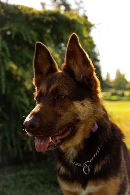 Pet Portraits 