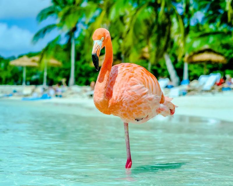 The Fluffy Flamingo